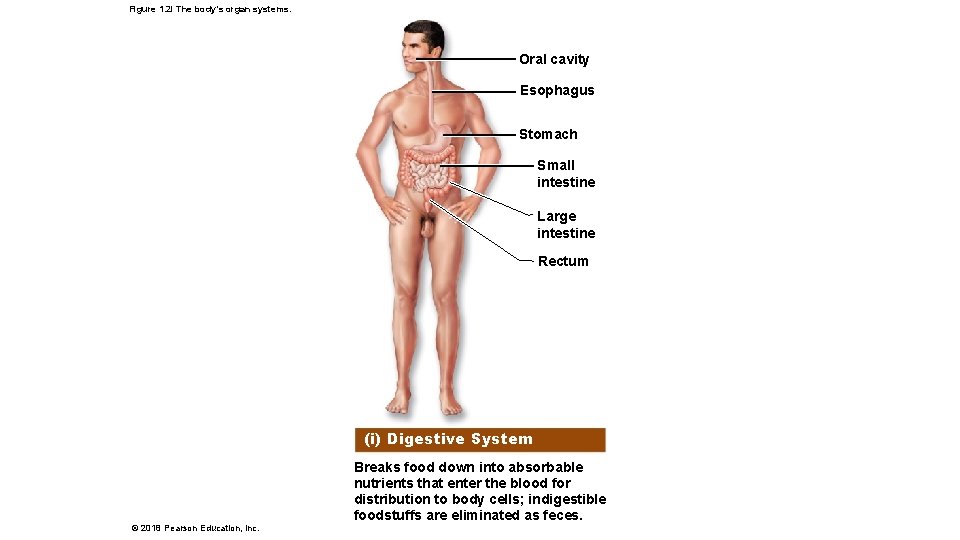 Figure 1. 2 i The body’s organ systems. Oral cavity Esophagus Stomach Small intestine