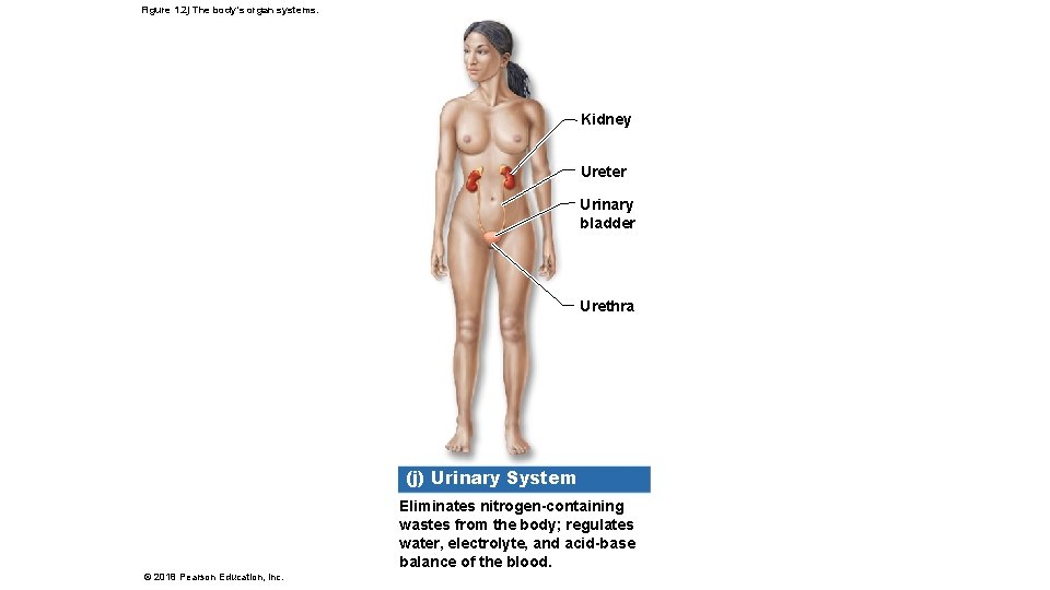 Figure 1. 2 j The body’s organ systems. Kidney Ureter Urinary bladder Urethra (j)