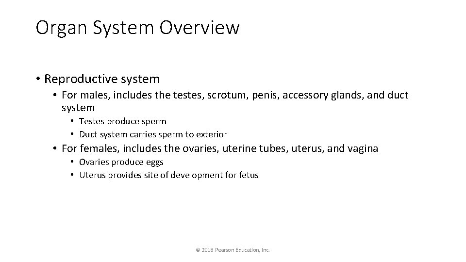 Organ System Overview • Reproductive system • For males, includes the testes, scrotum, penis,