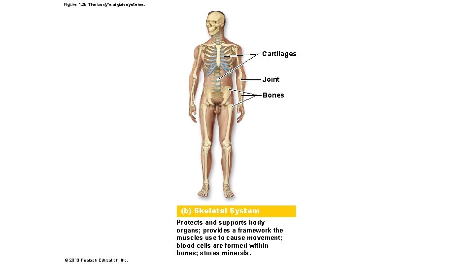 Figure 1. 2 b The body’s organ systems. Cartilages Joint Bones (b) Skeletal System