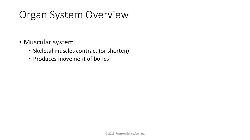 Organ System Overview • Muscular system • Skeletal muscles contract (or shorten) • Produces