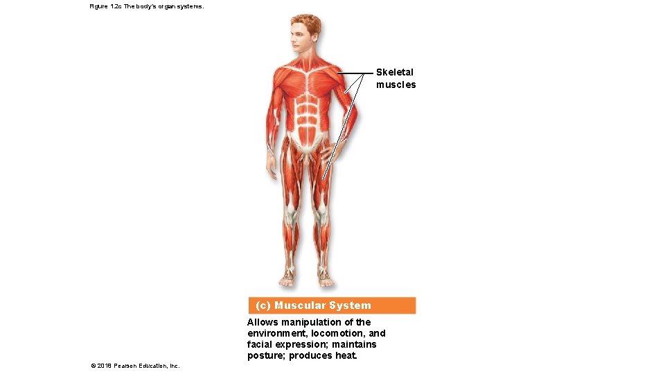 Figure 1. 2 c The body’s organ systems. Skeletal muscles (c) Muscular System Allows