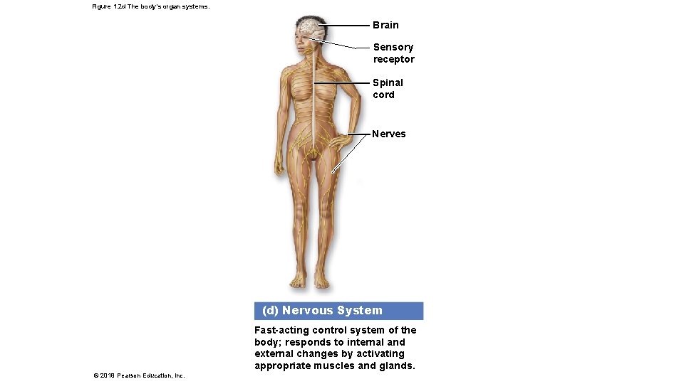 Figure 1. 2 d The body’s organ systems. Brain Sensory receptor Spinal cord Nerves