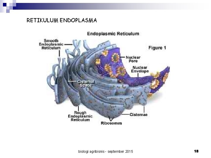 RETIKULUM ENDOPLASMA biologi agribisnis - september 2015 18 