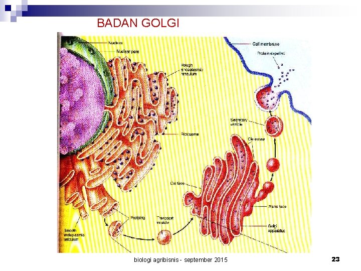 BADAN GOLGI biologi agribisnis - september 2015 23 