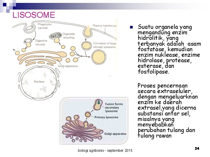 LISOSOME n Suatu organela yang mengandung enzim hidrolitik, yang terbanyak adalah asam fosfatase, kemudian