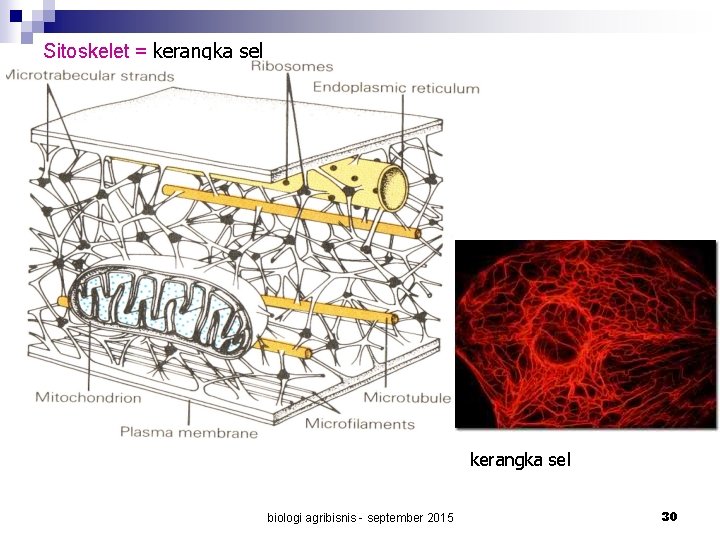 Sitoskelet = kerangka sel biologi agribisnis - september 2015 30 