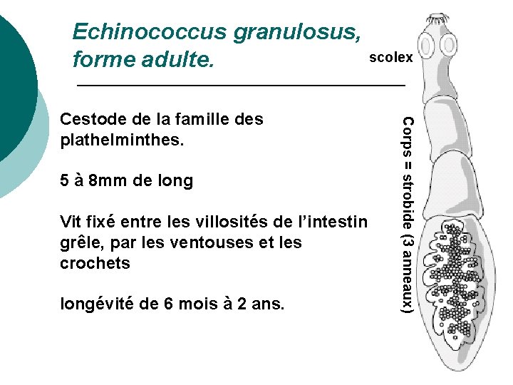 Echinococcus granulosus, forme adulte. 5 à 8 mm de long Vit fixé entre les