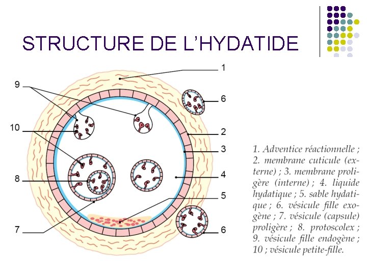 STRUCTURE DE L’HYDATIDE 