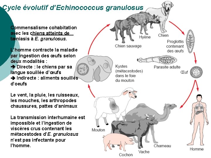 Cycle évolutif d’Echinococcus granulosus Commensalisme cohabitation avec les chiens atteints de tæniasis à E.