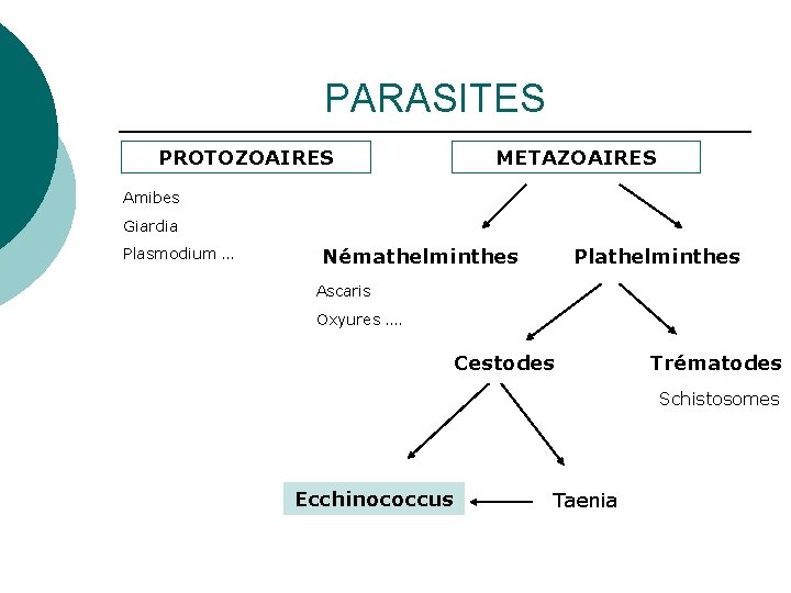 PARASITES PROTOZOAIRES METAZOAIRES Amibes Giardia Plasmodium … Némathelminthes Plathelminthes Ascaris Oxyures …. Cestodes Trématodes