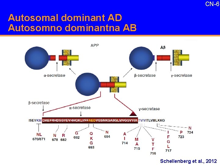 CN-6 Autosomal dominant AD Autosomno dominantna AB Schellenberg et al. , 2012 