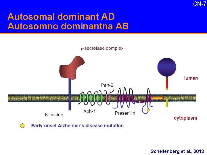 CN-7 Autosomal dominant AD Autosomno dominantna AB Schellenberg et al. , 2012 