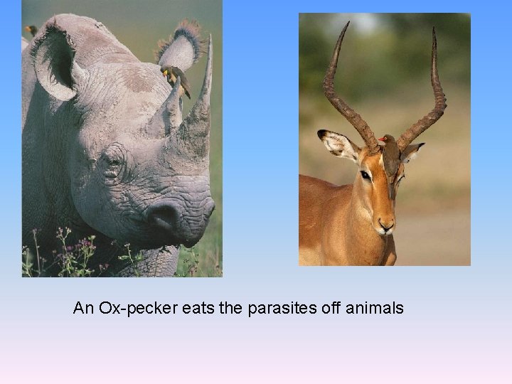 An Ox-pecker eats the parasites off animals 