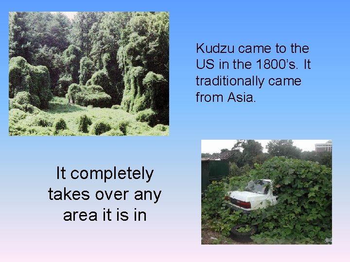 Kudzu came to the US in the 1800’s. It traditionally came from Asia. It
