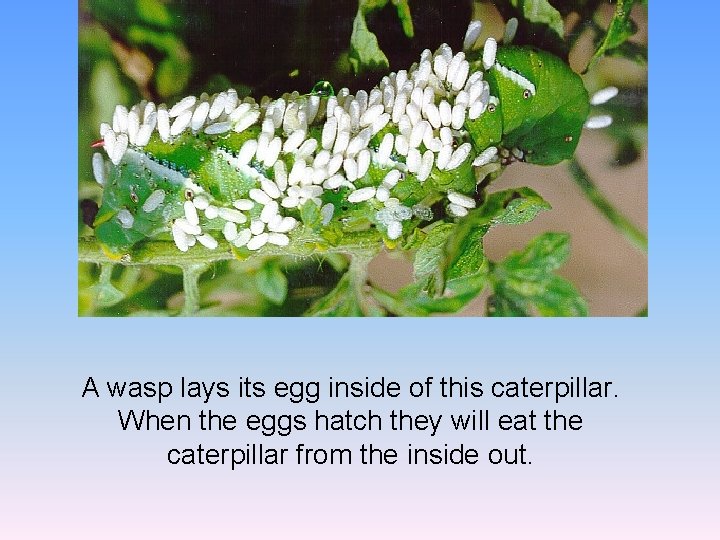 A wasp lays its egg inside of this caterpillar. When the eggs hatch they