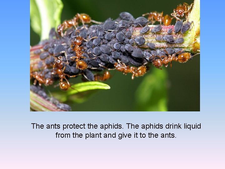 The ants protect the aphids. The aphids drink liquid from the plant and give