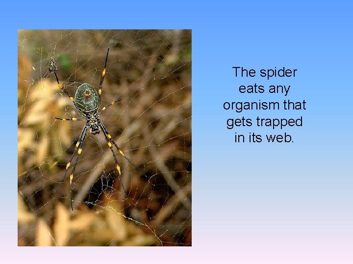 The spider eats any organism that gets trapped in its web. 