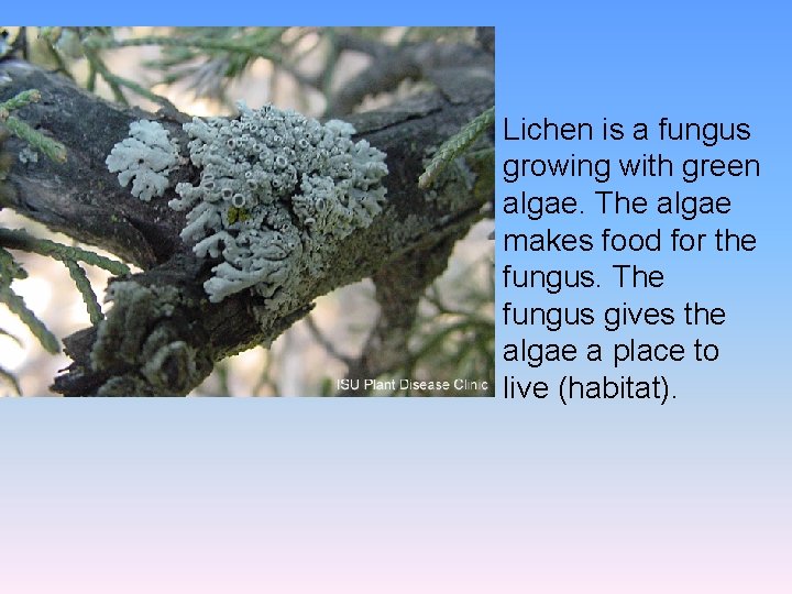 Lichen is a fungus growing with green algae. The algae makes food for the