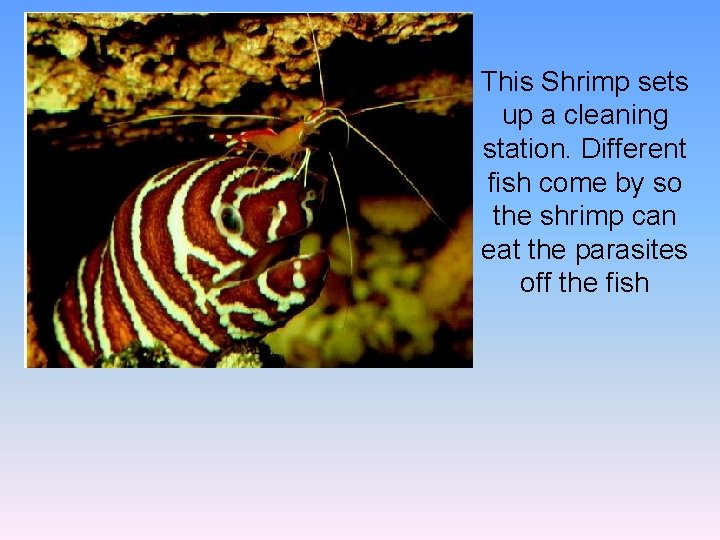 This Shrimp sets up a cleaning station. Different fish come by so the shrimp