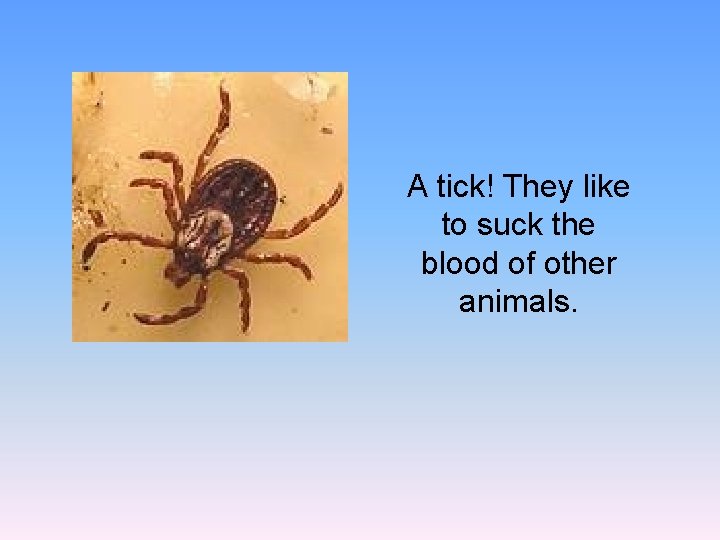 A tick! They like to suck the blood of other animals. 