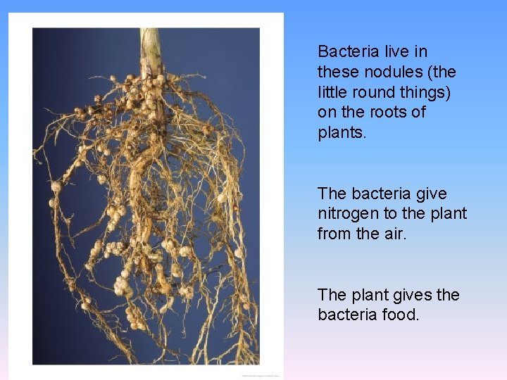 Bacteria live in these nodules (the little round things) on the roots of plants.
