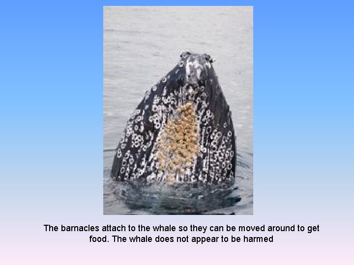The barnacles attach to the whale so they can be moved around to get