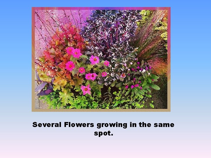 Several Flowers growing in the same spot. 