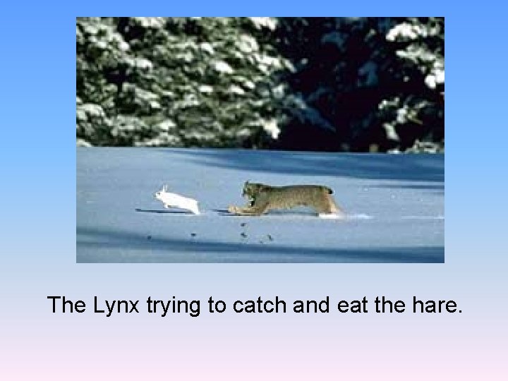 The Lynx trying to catch and eat the hare. 