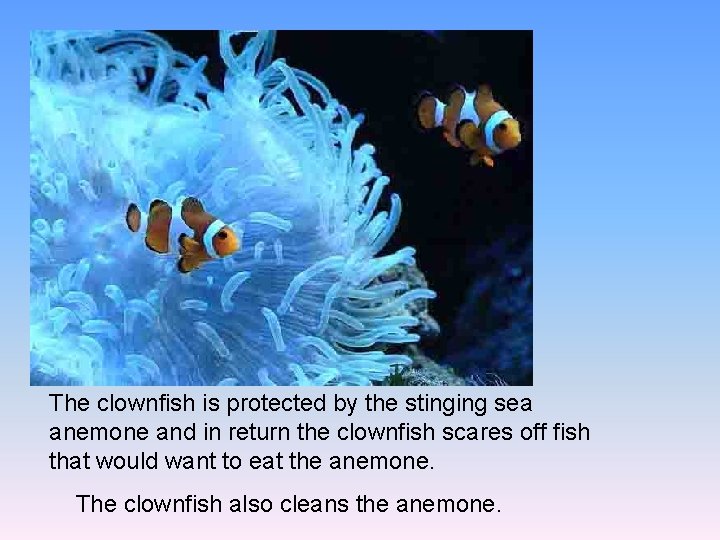 The clownfish is protected by the stinging sea anemone and in return the clownfish