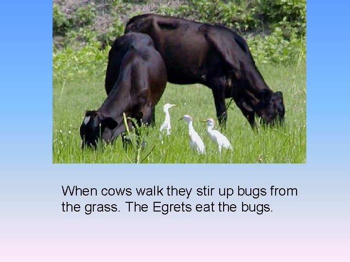 When cows walk they stir up bugs from the grass. The Egrets eat the