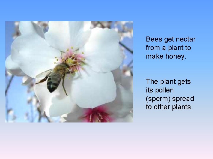 Bees get nectar from a plant to make honey. The plant gets its pollen