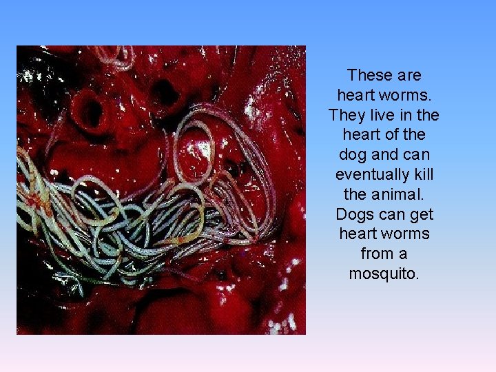 These are heart worms. They live in the heart of the dog and can