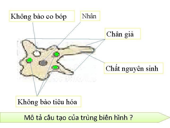 Không bào co bóp Nhân Chân giả Chất nguyên sinh Không bào tiêu hóa