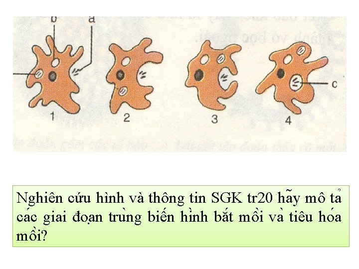 Nghiên cứu hình và thông tin SGK tr 20 ha y mô ta ca