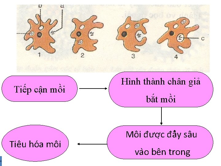 Tiếp cận mồi Tiêu ho a mô i Hình thành chân giả bắt mồi