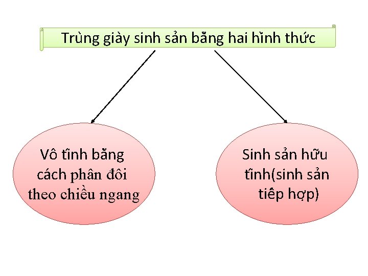 Tru ng gia y sinh sa n bă ng hai hi nh thư c