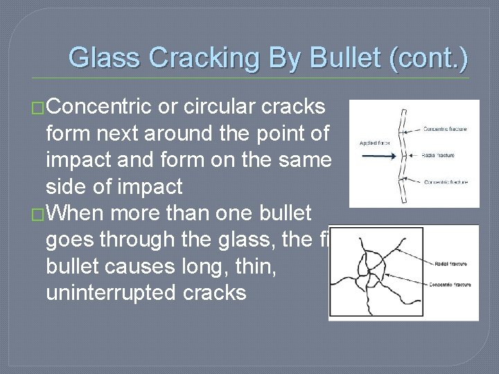 Glass Cracking By Bullet (cont. ) �Concentric or circular cracks form next around the