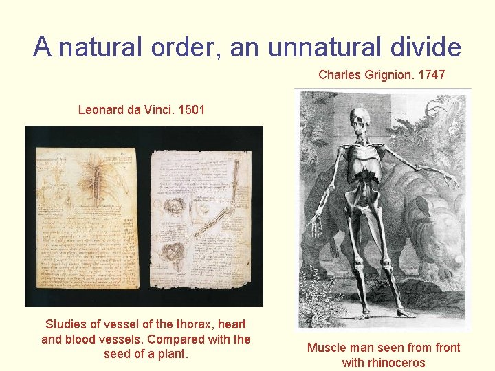 A natural order, an unnatural divide Charles Grignion. 1747 Leonard da Vinci. 1501 Studies