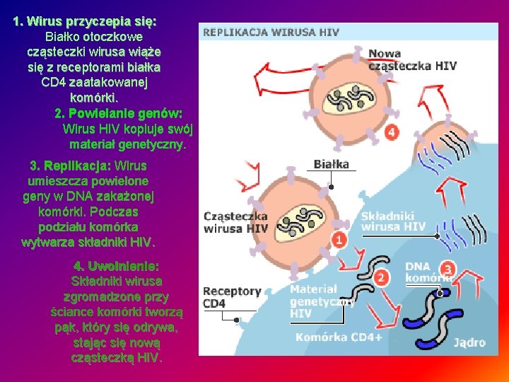 1. Wirus przyczepia się: Białko otoczkowe cząsteczki wirusa wiąże się z receptorami białka CD