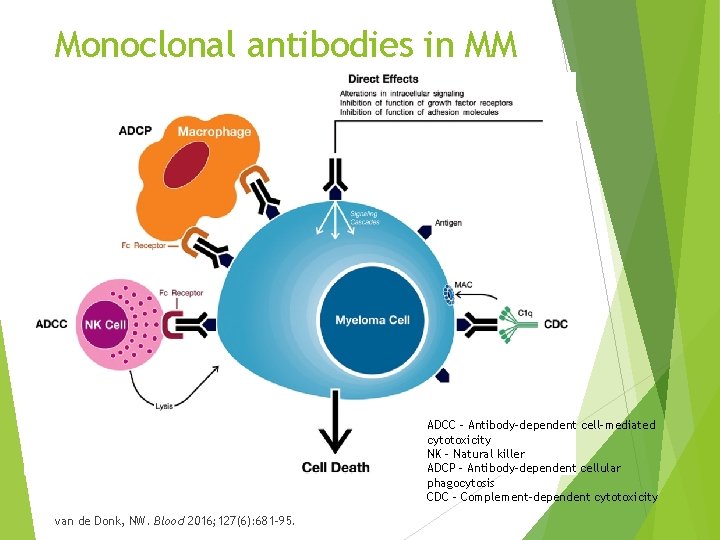 Monoclonal antibodies in MM ADCC – Antibody-dependent cell-mediated cytotoxicity NK – Natural killer ADCP