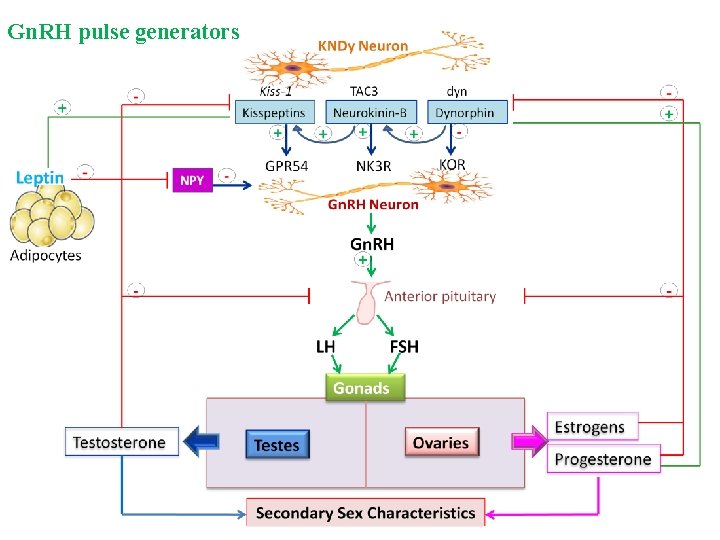 Gn. RH pulse generators 