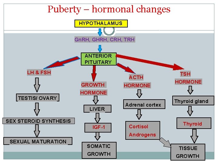 Puberty – hormonal changes HYPOTHALAMUS Gn. RH, GHRH, CRH, TRH ANTERIOR PITUITARY LH &