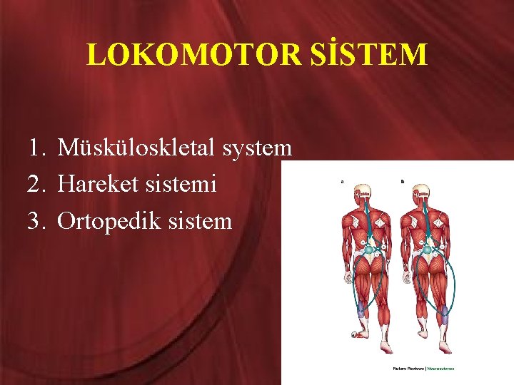 LOKOMOTOR SİSTEM 1. Müsküloskletal system 2. Hareket sistemi 3. Ortopedik sistem 