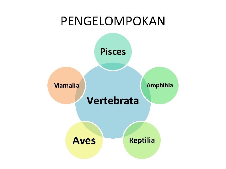 PENGELOMPOKAN Pisces Mamalia Amphibia Vertebrata Aves Reptilia 