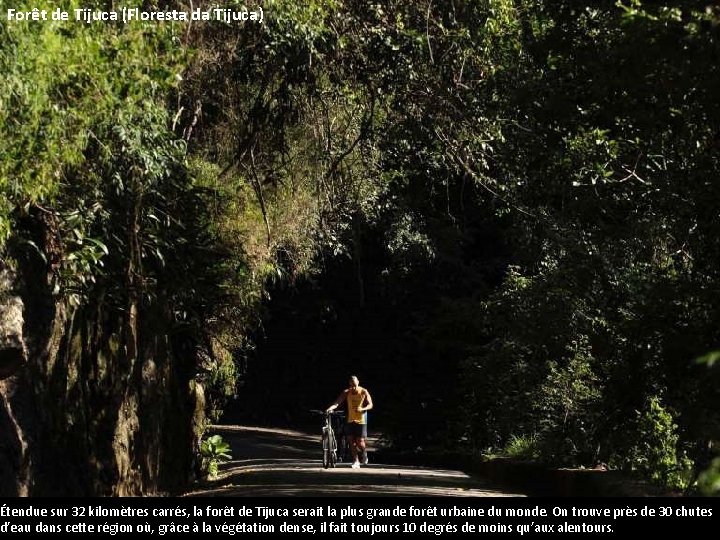 Forêt de Tijuca (Floresta da Tijuca) Étendue sur 32 kilomètres carrés, la forêt de