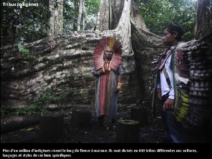 Tribus indigènes Plus d’un million d’indigènes vivent le long du fleuve Amazone. Ils sont