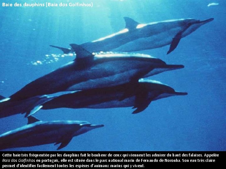 Baie des dauphins (Baia dos Golfinhos) Cette baie très fréquentée par les dauphins fait