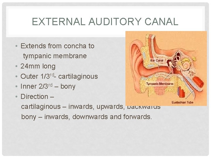 EXTERNAL AUDITORY CANAL • Extends from concha to tympanic membrane • 24 mm long