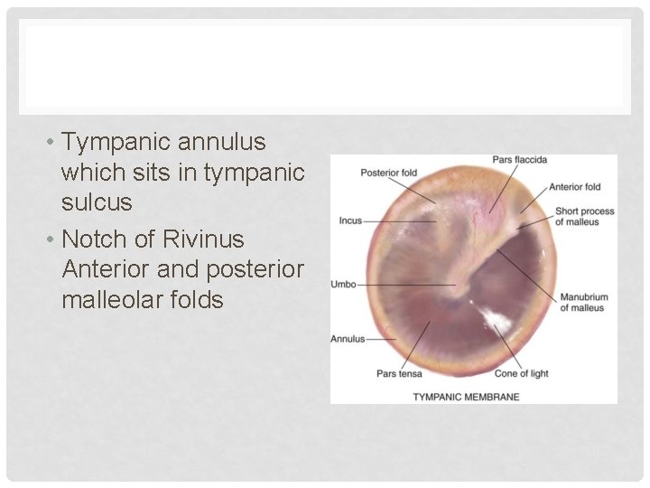 • Tympanic annulus which sits in tympanic sulcus • Notch of Rivinus Anterior